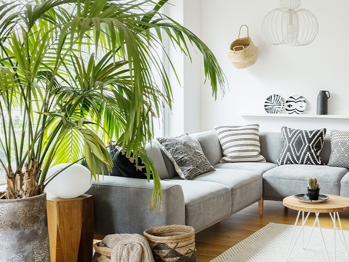 Living room featuring green plants.